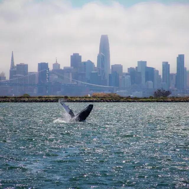 A whale breaches in the waters of San Francisco Bay.